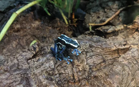 National Amphibian Conservation Center image