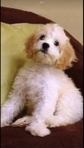 Pet Supply Store «Family Dog Naturals», reviews and photos, 1120 East Cutlar Crossing #200, Leland, NC 28451, USA