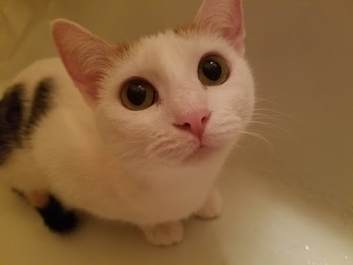 Pet Supply Store «Pet Stuff», reviews and photos, 14731 Excelsior Blvd, Minnetonka, MN 55345, USA