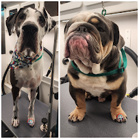 Heather's Mobile Pet Salon - Photo 3 - Car repair in Tomball, TX, The Woodlands