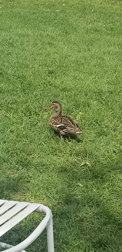 Public Swimming Pool «Bay Aquatic Ctr», reviews and photos, 250 Spader Way, Broomfield, CO 80020, USA