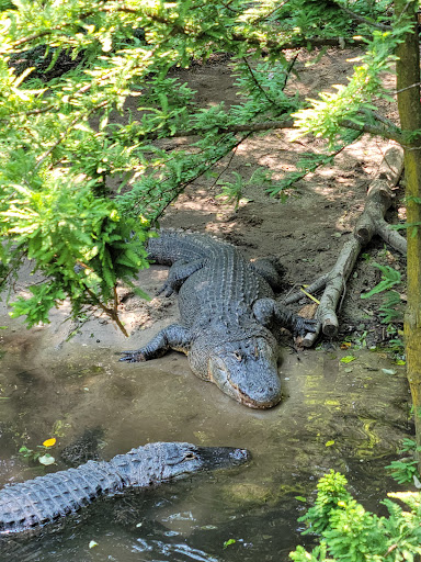 Zoo «Queens Zoo», reviews and photos, 53-51 111th St, Corona, NY 11368, USA