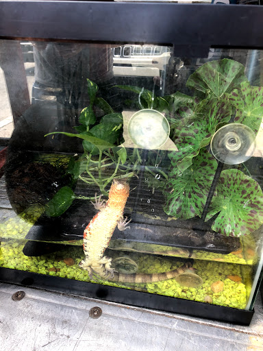 Reptile Store «MOC Reptiles», reviews and photos, 643 NE 125th St, North Miami, FL 33161, USA