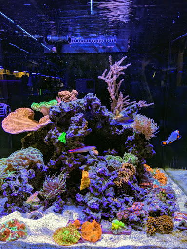Tropical Fish Store «Aquatic Collection», reviews and photos, 1212 W Winton Ave, Hayward, CA 94545, USA