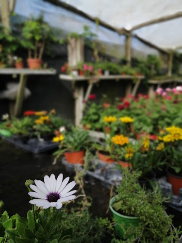 Avaliações doMaria Gloria Da Luz Gomes em Torres Vedras - Floricultura