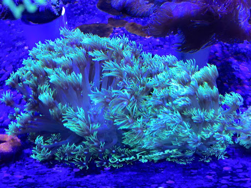 Tropical Fish Store «Reef Oasis», reviews and photos, 7669 Mentor Ave, Mentor, OH 44060, USA