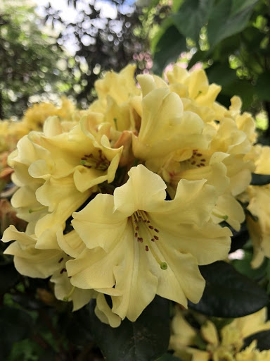 Botanical Garden «Rhododendron Species Botanical Garden», reviews and photos, 2525 S 336th St, Federal Way, WA 98003, USA