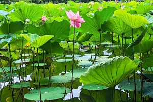 Lotus Pond image