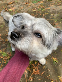 Sitting Pretty Dog Walking & Pet Sitting - Photo 6 - Car repair in , Portland