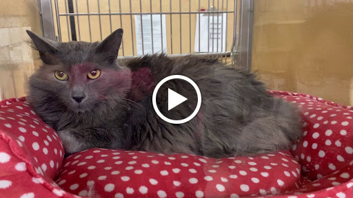 Pet Supply Store «PetSmart», reviews and photos, 2101 NJ-35, Holmdel, NJ 07733, USA