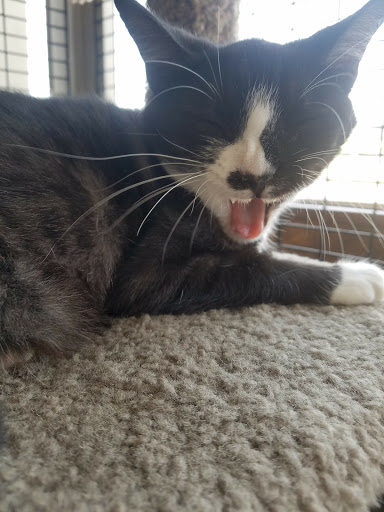 Pet Supply Store «San Mateo Pet Supply», reviews and photos, 346 El Camino Real, Redwood City, CA 94062, USA