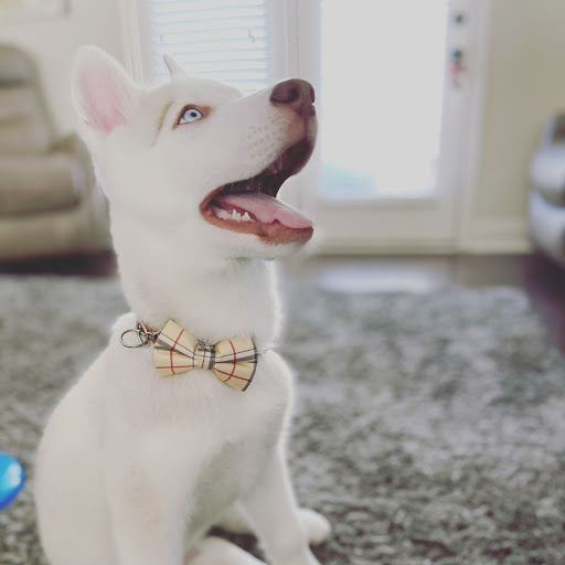 Pet Store «Tri-Creek Kennels», reviews and photos, 5641 US-129, Pendergrass, GA 30567, USA