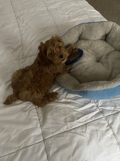 Pet Store «AA Ridgewood Kennels II», reviews and photos, 5401 Lincoln Hwy, Gap, PA 17527, USA