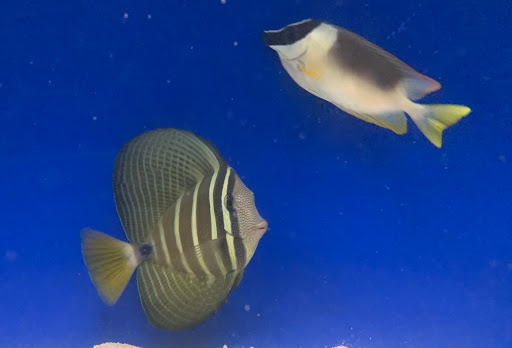 Pet Store «Acuario Piscis», reviews and photos, 3040 W Cermak Rd, Chicago, IL 60623, USA