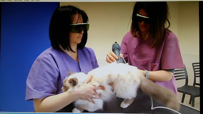 CLINIQUE VETERINAIRE CROIZAT à Montataire