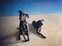 My Three Dogs Dorchester - Photo 3 - Car repair in North Charleston, SC, Charleston