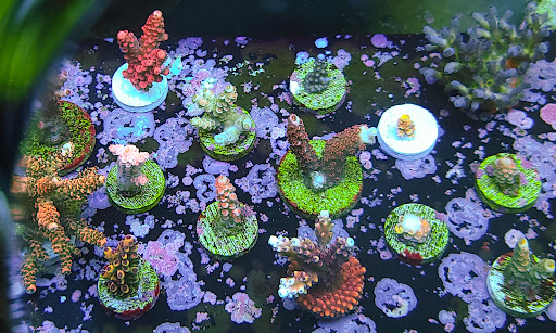 Tropical Fish Store «Shipwreck Cove Custom Aquariums», reviews and photos, 215 S El Camino Real, Encinitas, CA 92024, USA