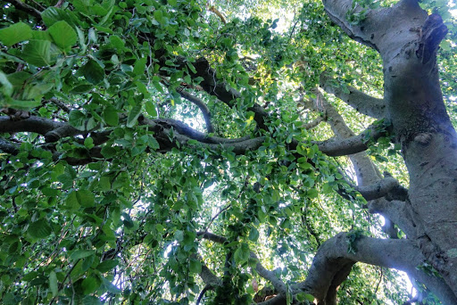 Tourist Attraction «Governor Ames Estate», reviews and photos, 35 Oliver St, North Easton, MA 02356, USA