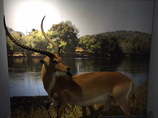 Natural History Museum «Museum of Natural History and Planetarium», reviews and photos, 1000 Elmwood Ave, Providence, RI 02907, USA