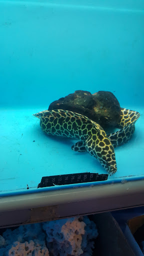 Pet Supply Store «Aquariums and Reptiles», reviews and photos, 11400 S Cleveland Ave, Fort Myers, FL 33907, USA