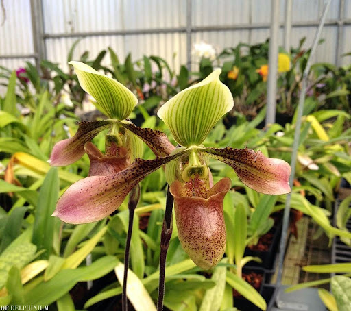 Florist «Dr Delphinium Flower & Orchid House», reviews and photos, 513 W Campbell Rd, Richardson, TX 75080, USA