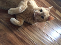 Flyin Fur Pet Sitting - Photo 9 - Car repair in , Marysville