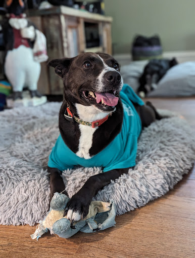 Cavanaugh Bradley Animal Hospital image