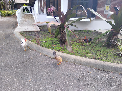 Heritage Museum «Plantation Historical Museum», reviews and photos, 511 N Fig Tree Ln, Plantation, FL 33317, USA