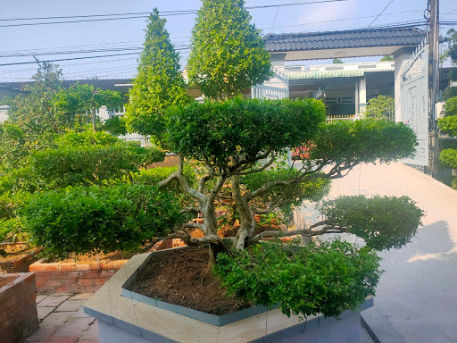 Vườn nguyệt quế anh đỉnh