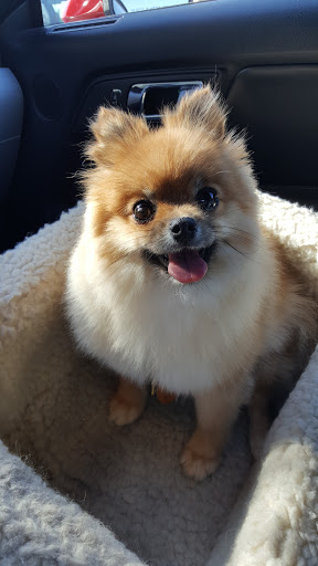 Pet Supply Store «PetSmart», reviews and photos, 4120 E 4th St, Ontario, CA 91764, USA