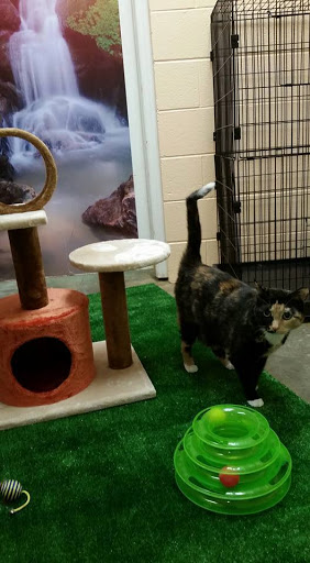 Silver Paw Pet Resort