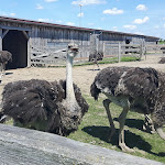 Photo n°1 de l'avis de Siegbert.� fait le 01/06/2019 à 15:52 sur le  Straussenfarm Burkhardt à Schmölln