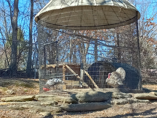 Zoo «Chestatee Wildlife Preserve & Zoo», reviews and photos, 469 Old Dahlonega Hwy, Dahlonega, GA 30533, USA