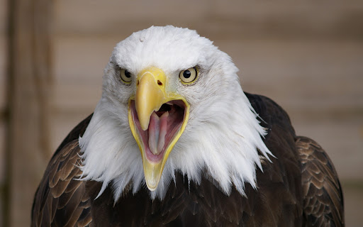 Performing Arts Theater «John R. Armstrong Performing Arts Center», reviews and photos, 24600 Frederick Pankow Blvd, Charter Twp of Clinton, MI 48036, USA