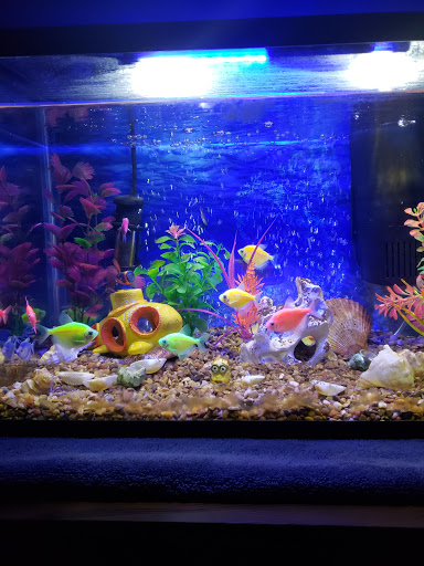 Pet Store «Pet Town», reviews and photos, 7804 Florence Ave, Downey, CA 90240, USA