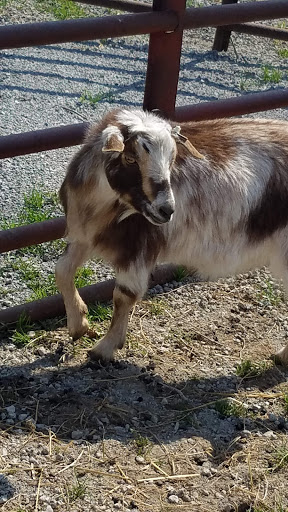 Tourist Attraction «Shawhaven Farm», reviews and photos, 1826 Rolfe Rd, Mason, MI 48854, USA