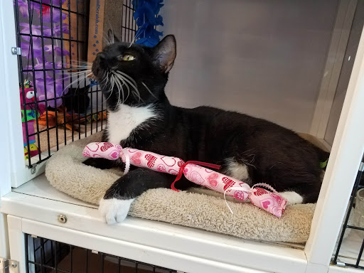 Pet Supply Store «Pet Supplies Plus», reviews and photos, 1258 Northlake Blvd, Lake Park, FL 33403, USA