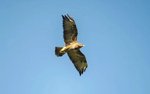 skyhunters-in-nature-frechen image