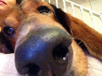 C-PUP Pet Sitting & Dog Walking - Photo 9 - Car repair in Hyattsville, MD, Washington