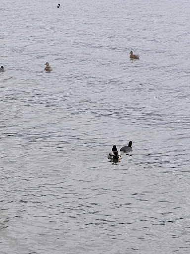 Park «Lundeen Park», reviews and photos, 10020 Lundeen Park Way, Lake Stevens, WA 98258, USA