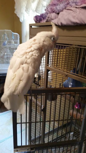 Pet Store «Discount Pet & Supplies», reviews and photos, 16320 Middlebelt Rd, Livonia, MI 48154, USA