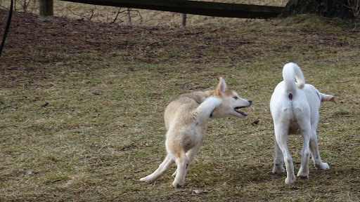 Dog Trainer «Awesome Dawgs Dog Training LLC», reviews and photos, 3052 Pricetown Rd, Temple, PA 19560, USA