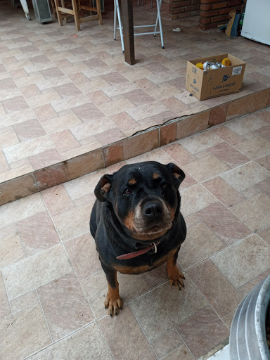 F & C Clínica Veterinária em Francisco Morato - SP