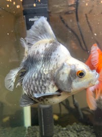 かねだい 本町田店