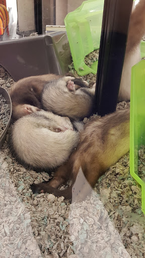 Pet Supply Store «Petco Animal Supplies», reviews and photos, 3717 S Meridian, Puyallup, WA 98373, USA