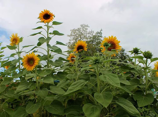 Hawley-Green Community Garden image 6