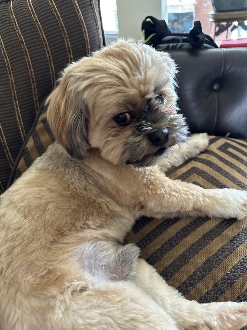 CUTIE PAWS PET SALON