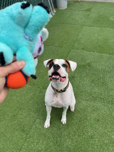 Camp Bow Wow image