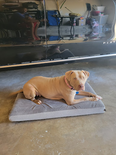 Pet Supply Store «Petco Animal Supplies», reviews and photos, 1500 N Town E Blvd, Mesquite, TX 75150, USA