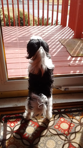 Pet Supply Store «PetSmart», reviews and photos, 3211 Peoples St, Johnson City, TN 37604, USA